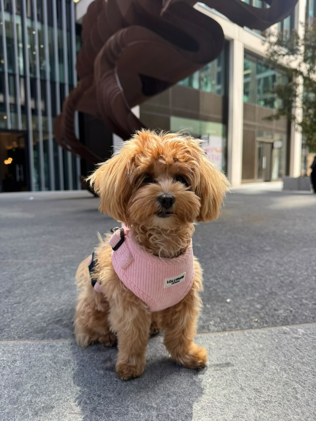 Dog wearing Lollypaw London