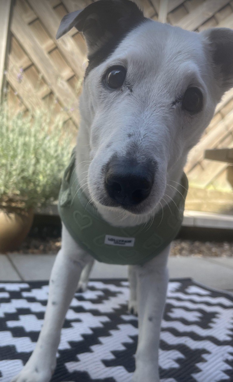 Dog wearing Lollypaw London